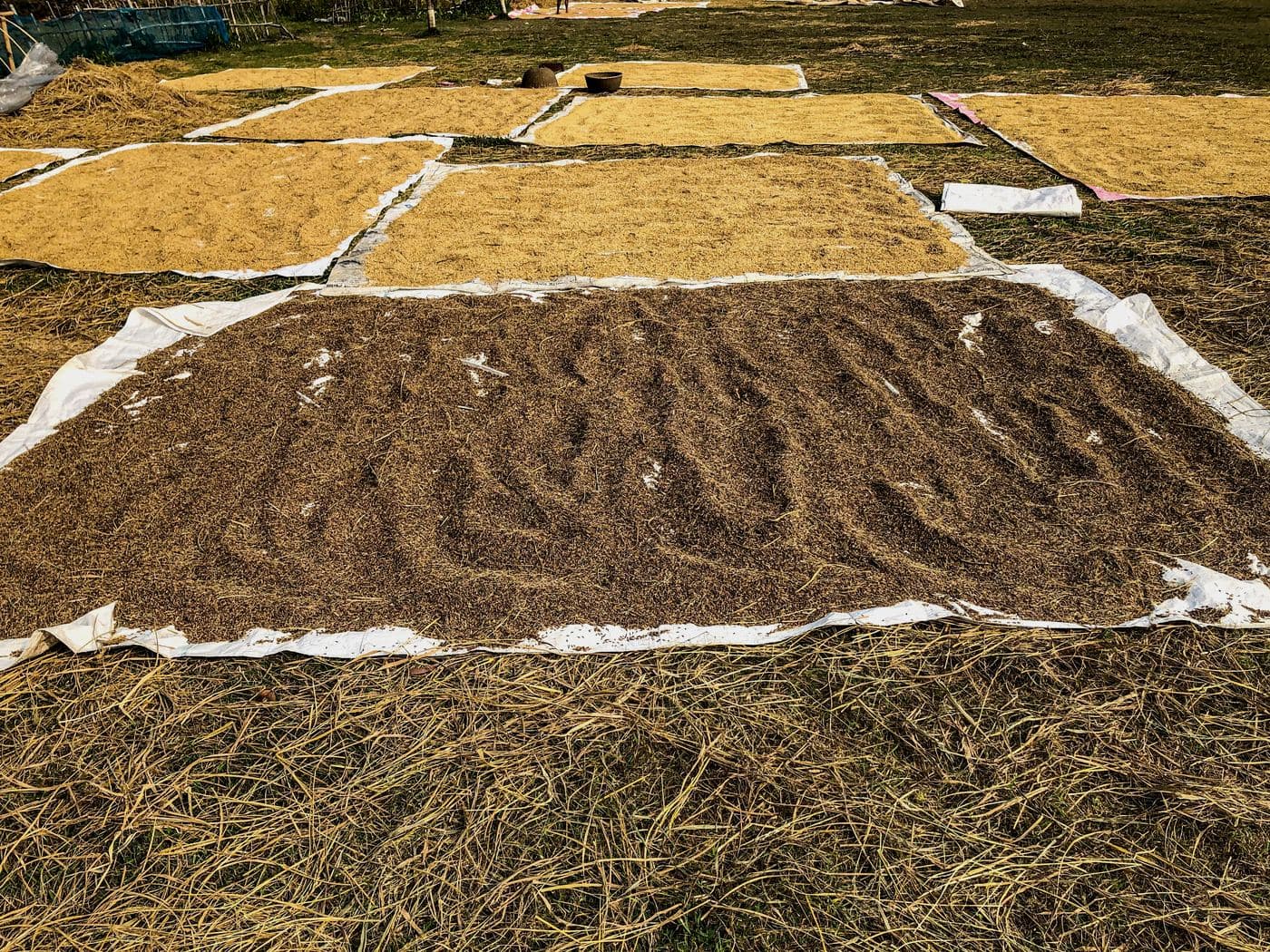 Agricultural field — VS Horizon direct sourcing