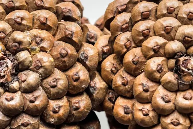 Areca Nut