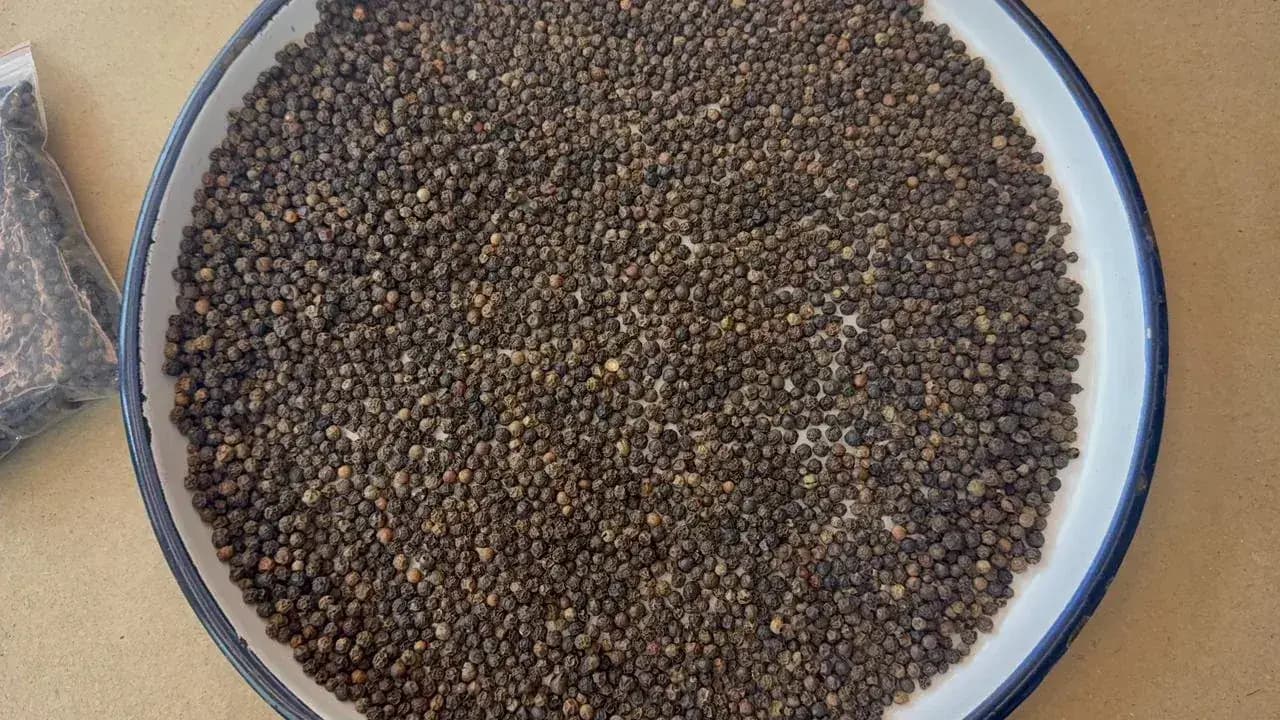 550+ GL Black Pepper